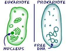 biology4kidseukaryoteprokaryote.jpg