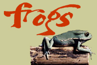 exploratoriumfrogs.jpg