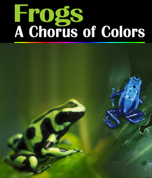 frogsachorusofcolors.jpg