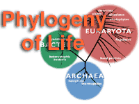 phylogenyoflife.gif