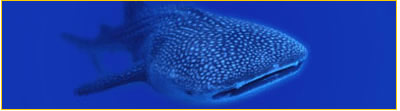 sriwhaleshark.jpg