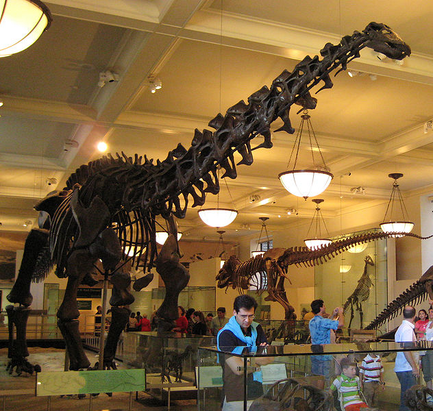wikiapatosaurusinamuseum.jpg