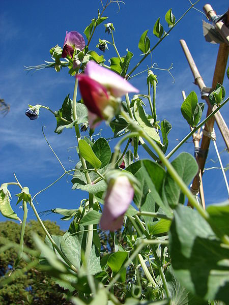 wikipeaplantflowers.jpg