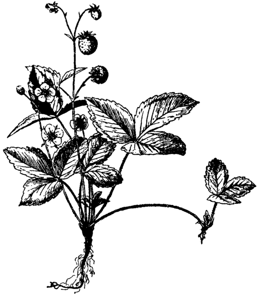 wikistrawberryplantwithrunner.jpg